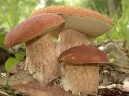 Funghi